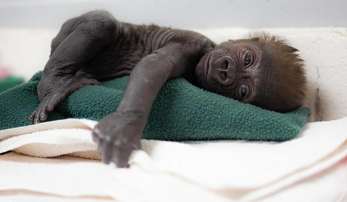 baby gorilla